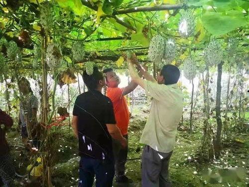 瓜瓜基地,绿色生态农业的璀璨明珠